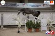 &Eacute;leveur vend plusieurs jeunes chevaux cso 