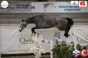 &Eacute;leveur vend plusieurs jeunes chevaux cso 