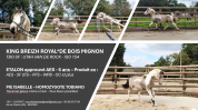 Etalon agr&eacute;e SFxPFS pie isabelle, homozygote tobiano, g