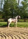 Etalon agr&eacute;e SFxPFS pie isabelle, homozygote tobiano, g