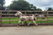 Etalon agr&eacute;e SFxPFS pie isabelle, homozygote tobiano, g