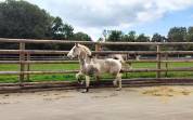 Etalon agr&eacute;e SFxPFS pie isabelle, homozygote tobiano, g