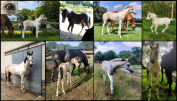 Etalon agr&eacute;e SFxPFS pie isabelle, homozygote tobiano, g