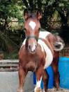 Poulain bai tobiano 