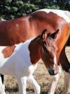 Pouliche bai tobiano 