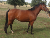 PFS Femelle 3 ans 1m46 par O Ma Dou&eacute; Kersidal