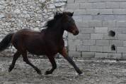 Poney de sport 