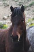 Poney de sport 