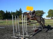 Poney de sport 