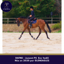 Chc jument de 6 ans env 1m65