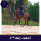 Chc jument de 6 ans env 1m65