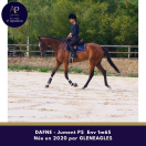 Chc jument de 6 ans env 1m65