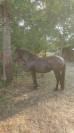 Poney B femelle