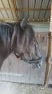 Poney B femelle