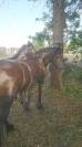 Poney B femelle