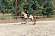 Jument OC de 5 ans, robe champagne