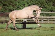 Top poulain noir de dressage 