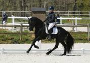 Top poulain noir de dressage 