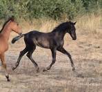 Top poulain noir de dressage 