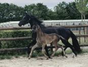 Top poulain noir de dressage 