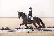 Superbe pouliche de dressage par F&Uuml;RST TOTO 