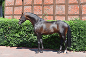 Superbe pouliche de dressage par F&Uuml;RST TOTO 