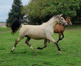 Superbe pouliche de dressage par F&Uuml;RST TOTO 