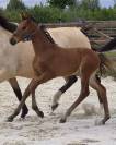 Superbe pouliche de dressage par F&Uuml;RST TOTO 