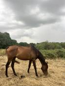 Gentil cheval 