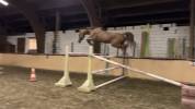 A VENDRE - Jakarta de St Ladre - Hongre de 7 ans 