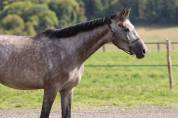 &Agrave; VENDRE - Marquis de St Ladre - Hongre de 4 ans