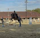 &Agrave; VENDRE - Marquis de St Ladre - Hongre de 4 ans