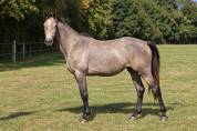 &Agrave; VENDRE - Nacre de St Ladre - jument de 3 ans 