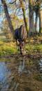Cheval &agrave; vendre 