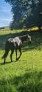 Cheval &agrave; vendre 
