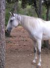 Vends superbe jument gris