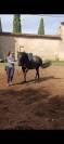 ? NAYA &ndash; JUMENT PRE PLEIN PAPIER &ndash; 3 ANS &ndash; 1,56 M