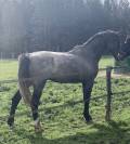 New York morning star 3 ans entier 