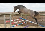 New York morning star 3 ans entier 