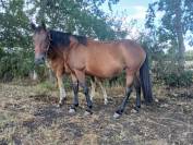 Plusieurs trotteuses pour porteuses