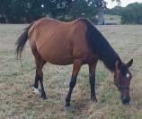 Plusieurs trotteuses pour porteuses