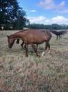 Plusieurs trotteuses pour porteuses