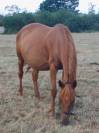 Plusieurs trotteuses pour porteuses
