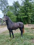 Vends&nbsp;NAJI de Pisterotes, poulain Barbe plein papiers