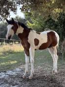 PAINT HORSE     APHA et SIRE