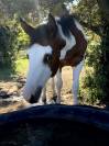 PAINT HORSE     APHA et SIRE