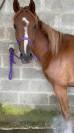 Jeune cheval Anglo-arabe 