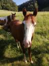 Hongre pp Quarter Horse 