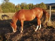 Hongre pp Quarter Horse 