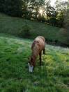 Hongre pp Quarter Horse 